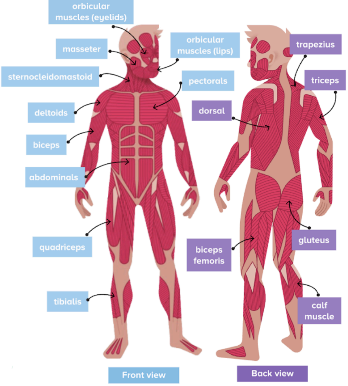 Muscular system diagram